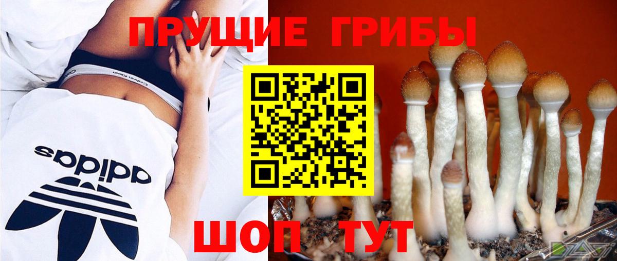 Галлюциногенные грибы GOLDEN TEACHER  продажа наркотиков  Шали 